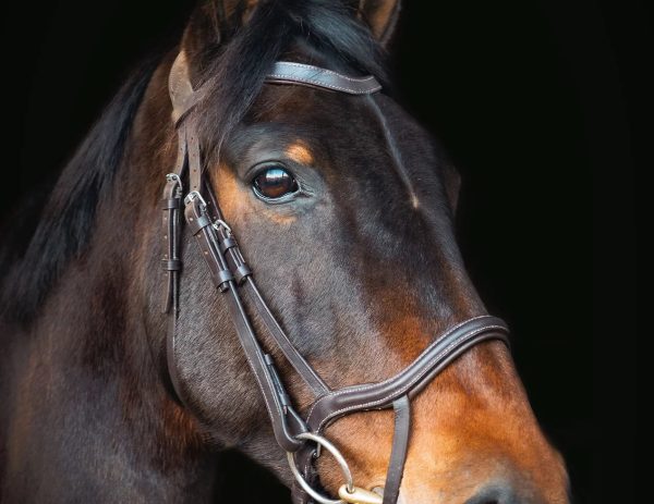 PERFORMANCE ANATOMIC BRIDLE