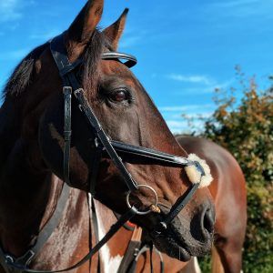 Grackle Bridle