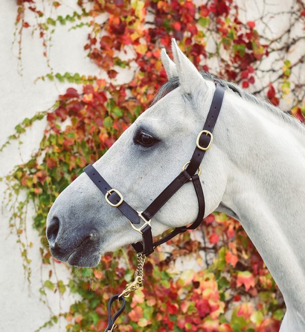 Mackey Equisential Leather Headcollar