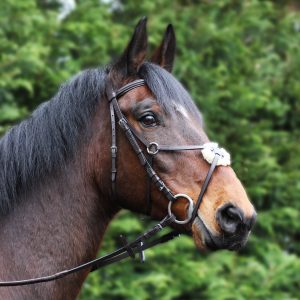 Grackle Bridle