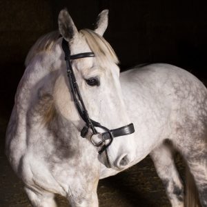 Freedom Jump Bridle