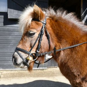 Leather mini flash bridle