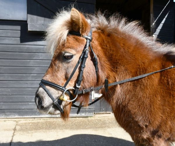 Leather mini flash bridle