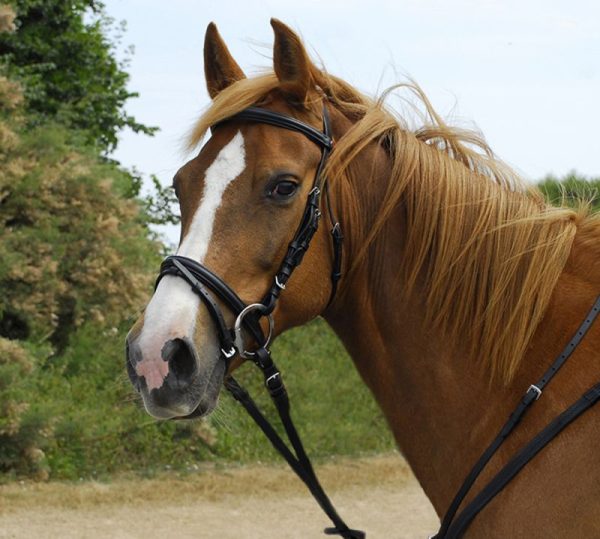 Leather bridle with flash noseband